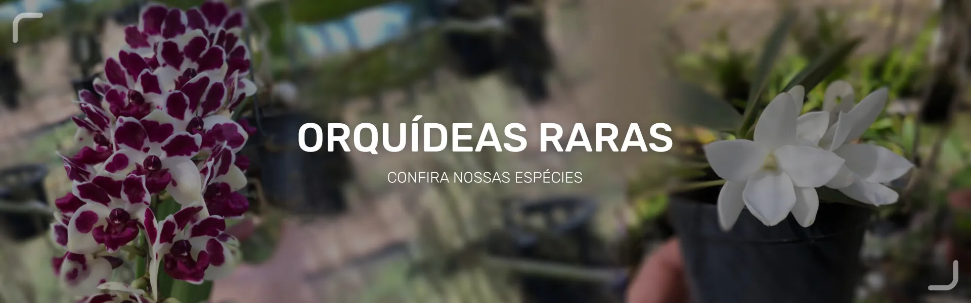 super poção de mana ragnarok