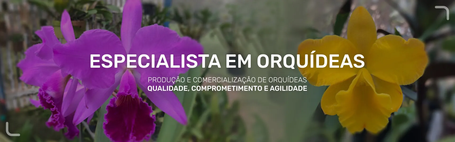super poção de mana ragnarok